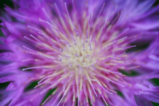 The violet petals of the flower abstract pictures