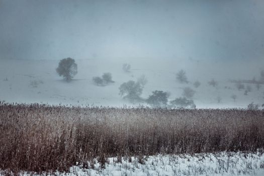 Trees lost in the mist of winter