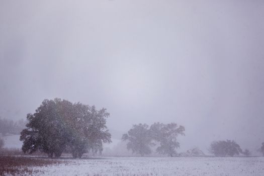 Trees lost in the mist of winter