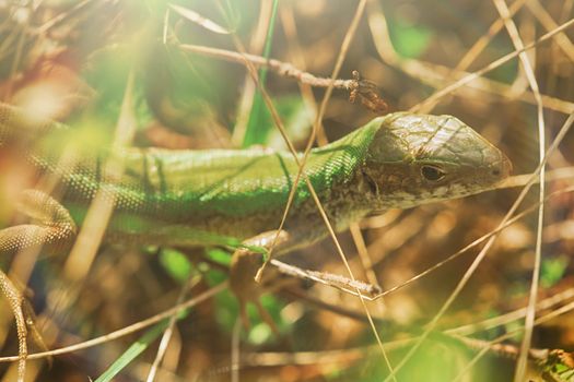 The lizard is hiding in the grass