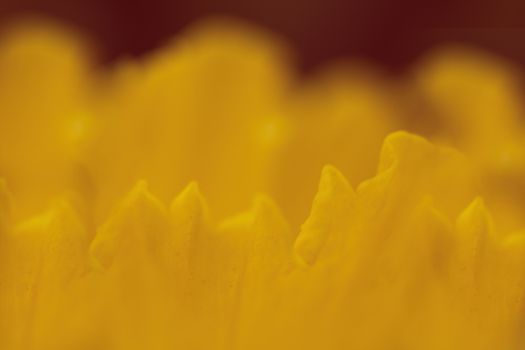 Background of macro orange blossom