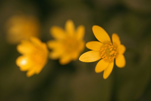 Abstract yellow flower macro shot