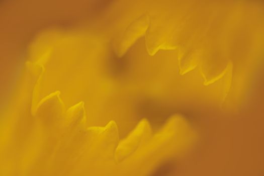 Background of macro orange blossom