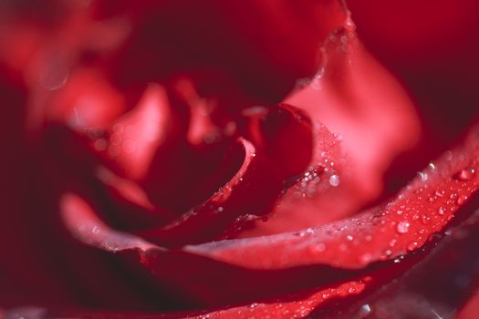 Close-up macro photograph of a rose with drops on it