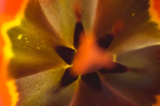 Abstract tulip macro shot