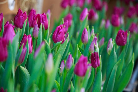 tulips growing in the greenhouse