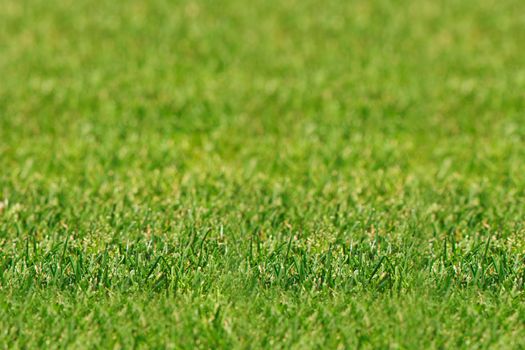 Perfect green soccer pitch ready for the upcoming soccer season.