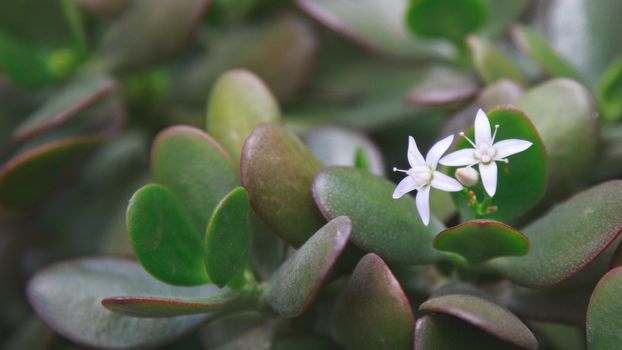 decorative flower