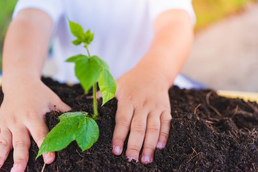 World Environment Day Environment Concept, Hand of Asian cute little cheerful child boy planting young tree on black soil on green garden background