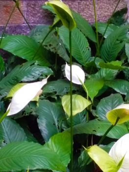 the white flowers in the bush