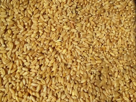 the fresh wheat grain