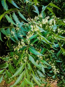 Indian lilac tree flower image in India.