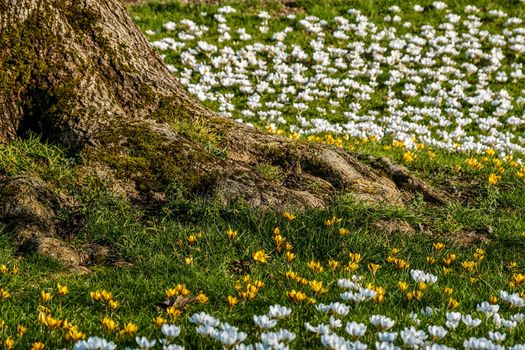 Panoramic photo of Snowdrops and crocuses in a meadow in the village. The first spring flowers bloom in the meadow. Many blooming snowdrops in a huge meadow in spring season.