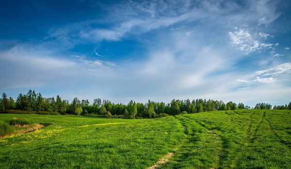 field of grass and perfect sky, Grasslands Forests.