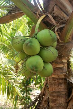 Coconut plantation, nectar, planted in the tropics, exported to foreign countries.