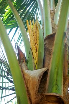 Coconut plantation, nectar, planted in the tropics, exported to foreign countries.