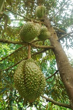 The cultivation of Mon Thong durian in tropical Thailand.