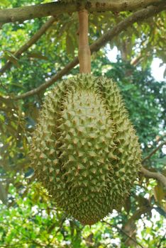 The cultivation of Mon Thong durian in tropical Thailand.