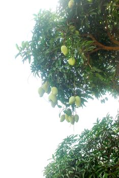 Infinity luck mango grows generally in the tropics on hhite background.