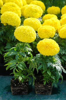 Marigolds Yellow Color (Tagetes erecta, Mexican marigold), marigold pot plant with roots and black tray 