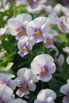 White and Purple Flower Pansies closeup of colorful pansy flower, pot plant.