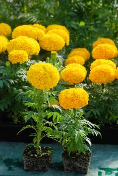 Marigolds Gold Color (Tagetes erecta, Mexican marigold), marigold pot plant with roots and black tray 