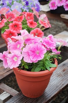 Petunia ,Petunias in the tray,Petunia in the pot, mixed color petunia 