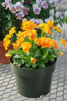 Yellow Flower Pansies closeup of colorful pansy flower, pot plant.