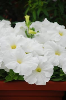 Petunia ,Petunias in the tray,Petunia in the pot, white petunia 