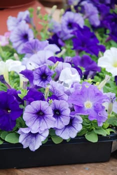 Petunia, Blue Petunias in the tray,Petunia in the pot, Mixed color petunia 