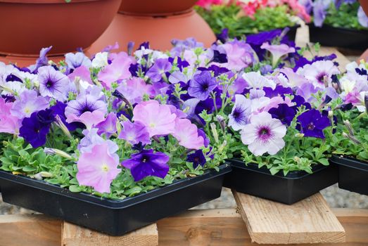 Petunia, Blue and Purple Petunias in the tray,Petunia in the pot, Mixed color petunia 