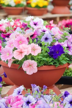 Petunia ,Petunias in the tray,Petunia in the pot, Mixed color petunia 