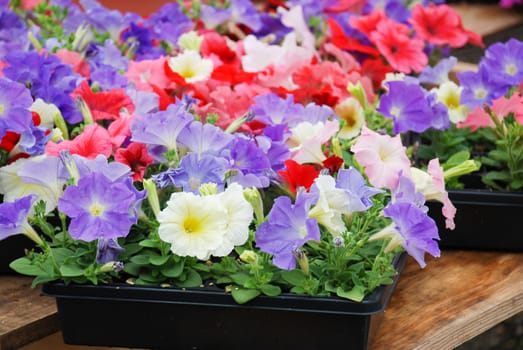 Petunia ,Petunias in the tray,Petunia in the pot, Mixed color petunia 