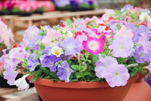 Petunia ,Petunias in the tray,Petunia in the pot, Mixed color petunia 