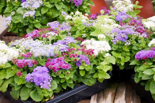 Ageratum, Mixed ageratum, Mixed color pot plants in the black tray.