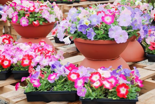 Petunia ,Petunias in the tray,Petunia in the pot, Mixed color petunia 