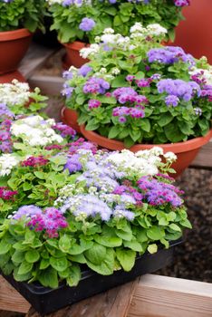 Ageratum, Mixed ageratum, Mixed color pot plants in the black tray.