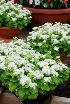 Ageratum, white ageratum, white pot plants in the black tray.