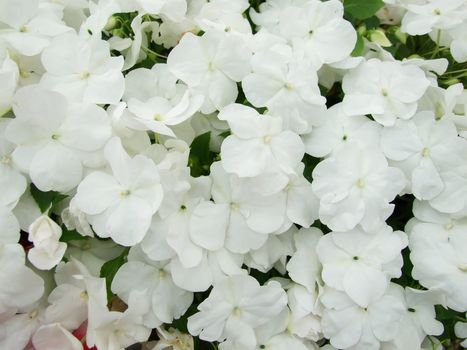 white impatiens, Busy Lizzie, scientific name Impatiens walleriana flowers also called Balsam, flowerbed of blossoms in white