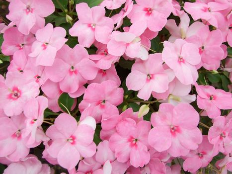 pink impatiens, Busy Lizzie, scientific name Impatiens walleriana flowers also called Balsam, flowerbed of blossoms in pink