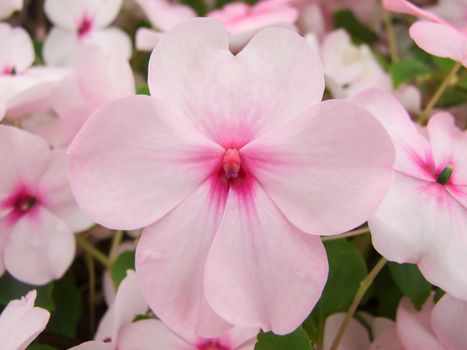 pink impatiens, Busy Lizzie, scientific name Impatiens walleriana flowers also called Balsam, flowerbed of blossoms in pink