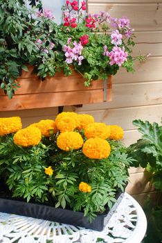 Marigolds Orange Color (Tagetes erecta, Mexican marigold), marigold pot plant in black tray