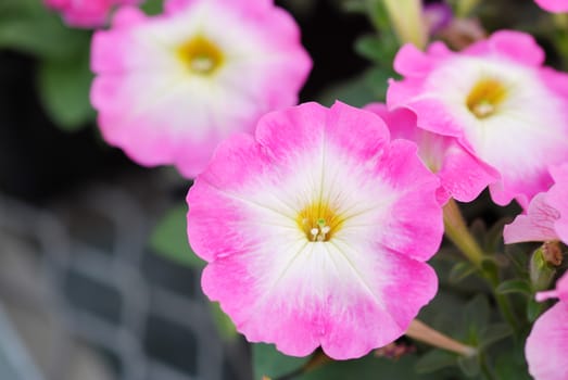 Petunia ,Petunias in the tray,Petunia in the pot, pink glory petunia 