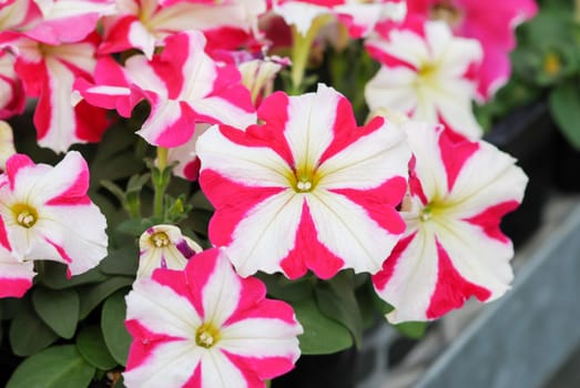 Petunia ,Petunias in the tray,Petunia in the pot, red star petunia 