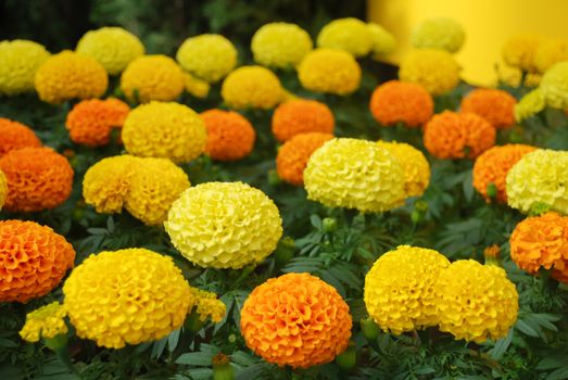 Marigolds Mixed Color (Tagetes erecta, Mexican marigold, Aztec marigold, African marigold), marigold pot plant  