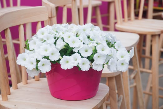 Petunia ,Petunias in the tray,Petunia in the pot, white petunia on the wood chair