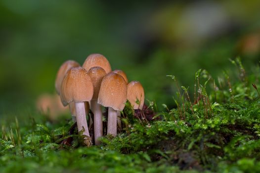 fairy ink cap mushroom, closeup view