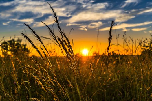 Beautiful scene with waving wild grass on a sunset. Shot with lens flare