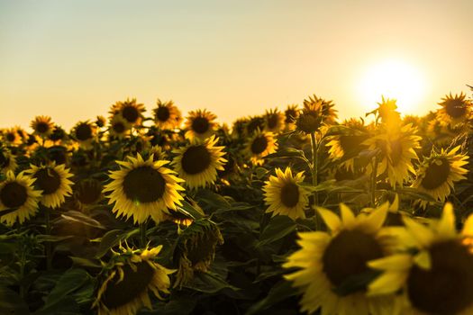 Sunrises and sunsets Sunflowers Many Yellow Nature photosunrise and sunset.