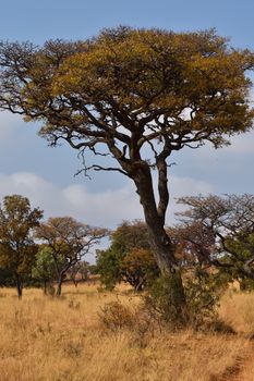 A natural marula fruit tree (Sclerocarya birrea) during early autumn in African savanna grassland, Rustenburg, South Africa